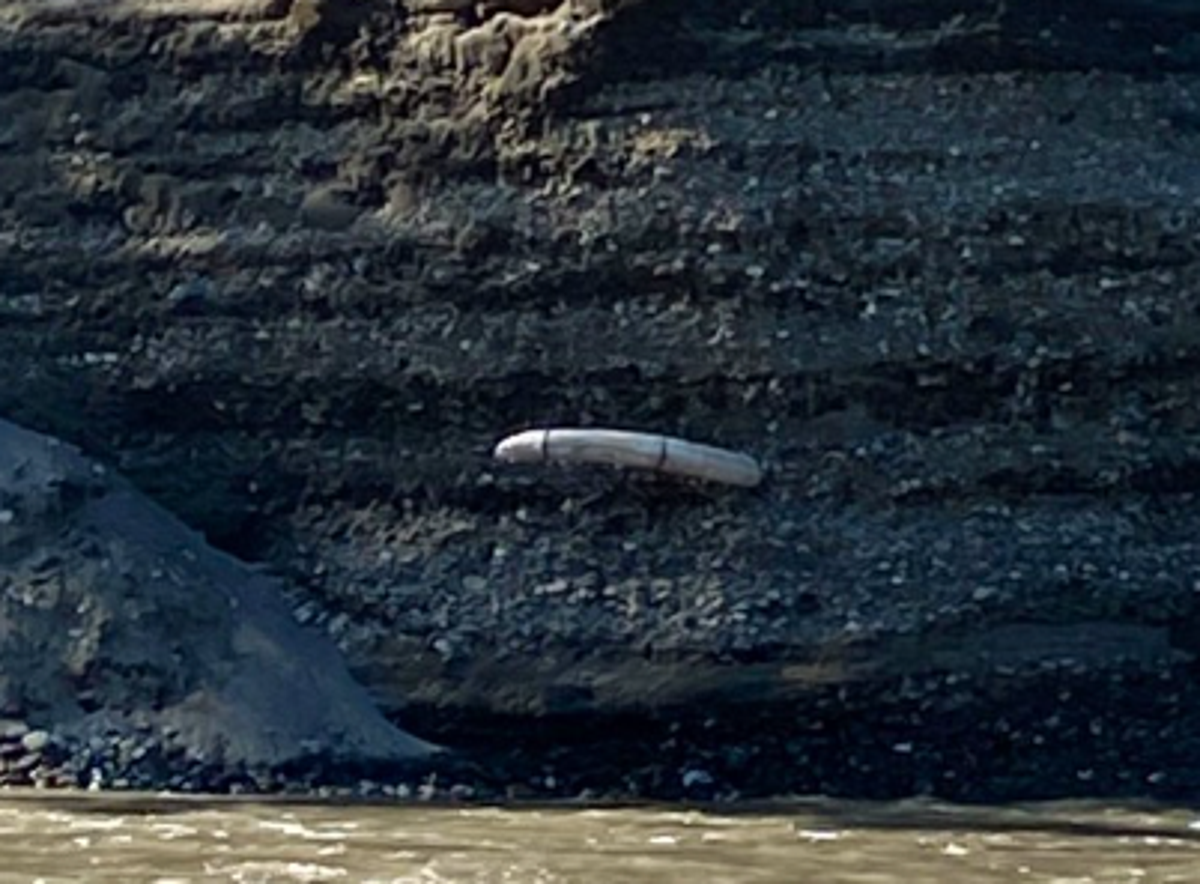 Woolly mammoth tusk found sticking out of Alaska riverbed | The Independent